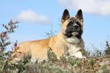 AKITA AMERICAIN 289